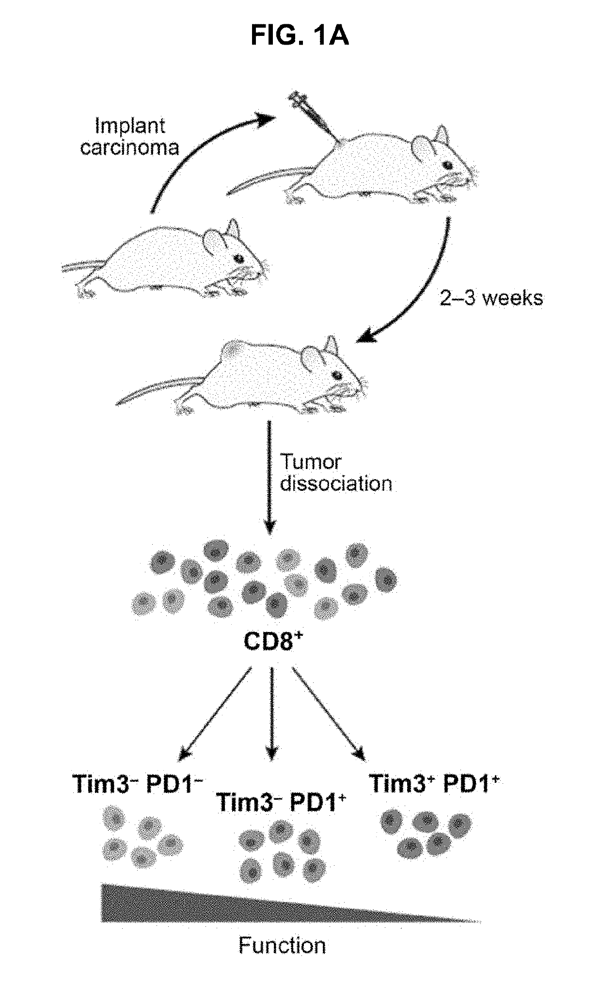 Compositions and methods for evaluating and modulating immune responses by detecting and targeting gata3