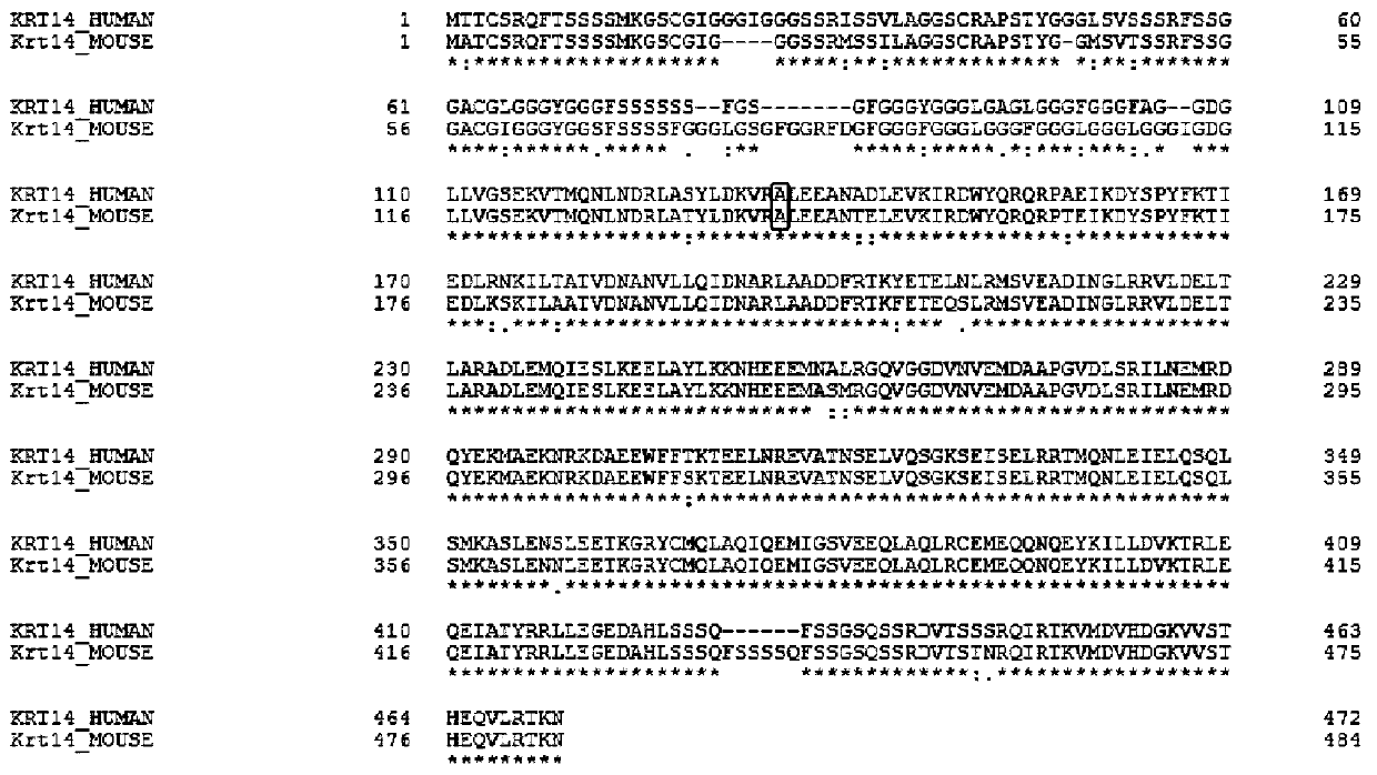 sgRNA targeting sequence specifically targeting mouse Krt14 gene and application thereof