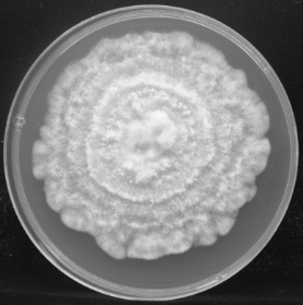 Application of I. javanica to Control Scale Insects