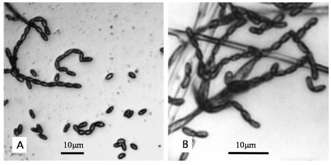 Application of I. javanica to Control Scale Insects