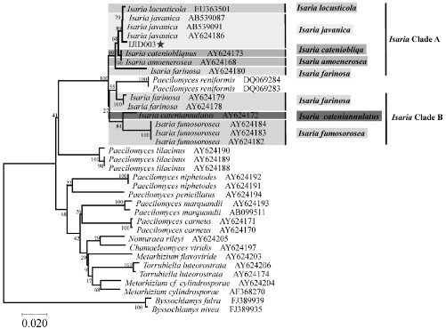 Application of I. javanica to Control Scale Insects