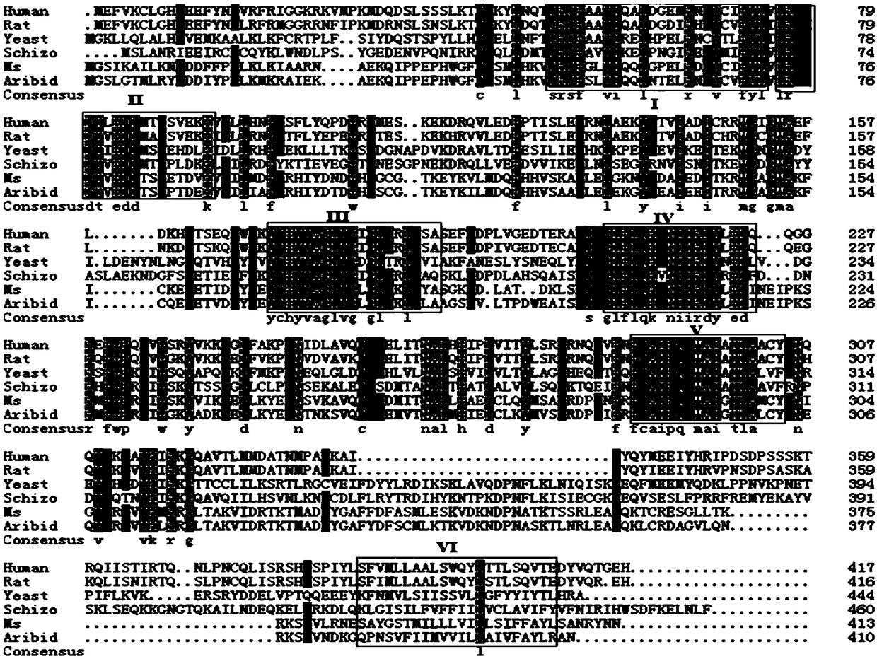 Application and method for squalene synthase gene overexpression of medicago sativa