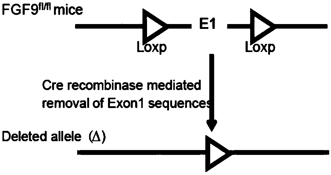 Method for constructing animal model of epilepsy