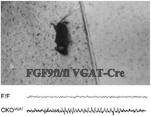 Method for constructing animal model of epilepsy