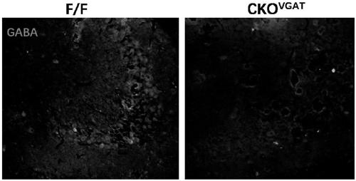 Method for constructing animal model of epilepsy