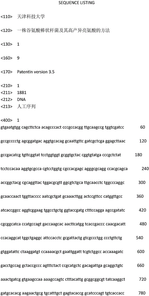 Corynebacterium glutamicum and method for producing high-yield isoleucine with same