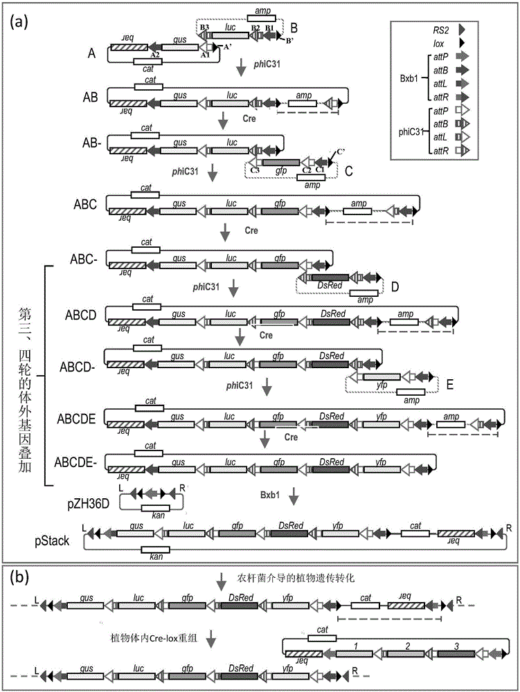 In-vitro gene stacking technology compatible with recombinase-mediated in-vivo gene stacking and application of in-vitro gene stacking technology