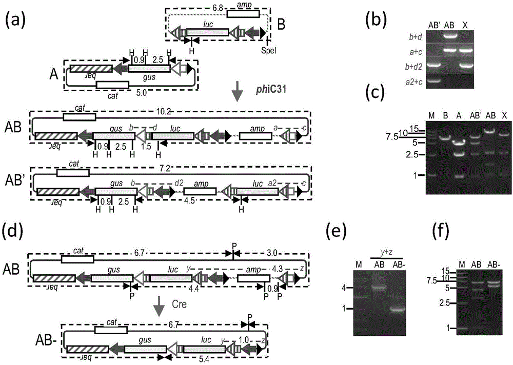 In-vitro gene stacking technology compatible with recombinase-mediated in-vivo gene stacking and application of in-vitro gene stacking technology