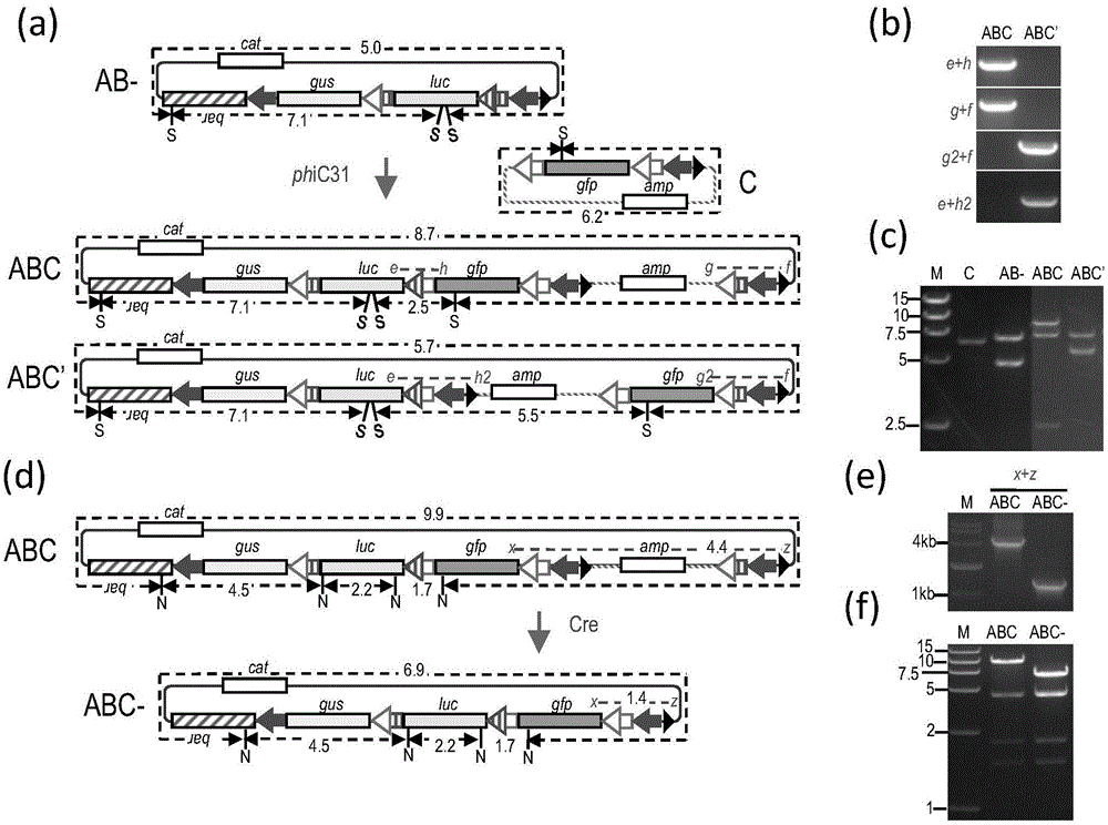 In-vitro gene stacking technology compatible with recombinase-mediated in-vivo gene stacking and application of in-vitro gene stacking technology