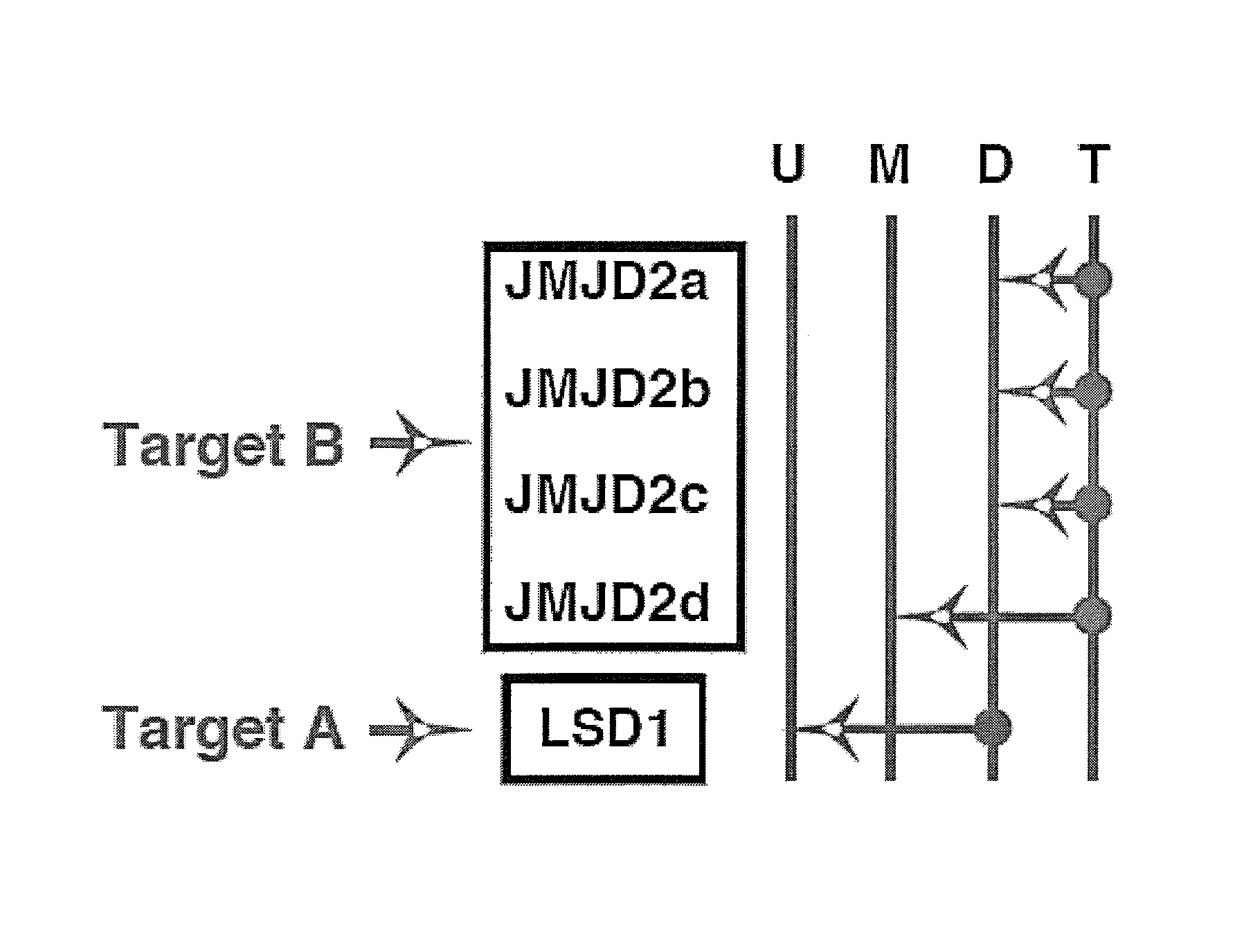 Method of preventing or treating viral infection