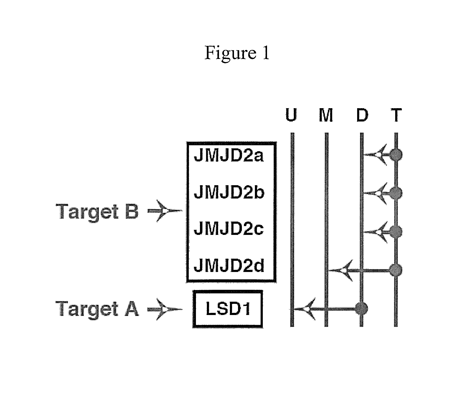 Method of preventing or treating viral infection