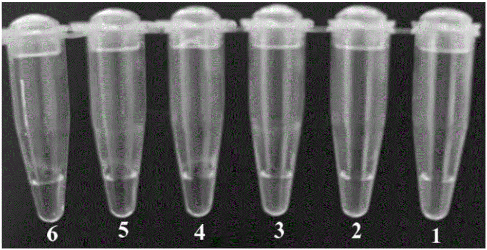 LAMP primer composition used for detecting candida parapsilosis and LAMP detection kit and application method thereof