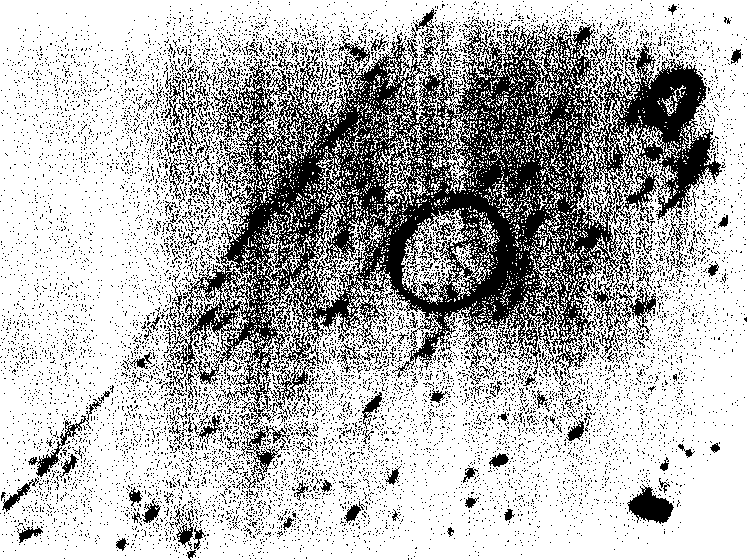 Tissue engineering skin containing blood vessel structure and its construction method