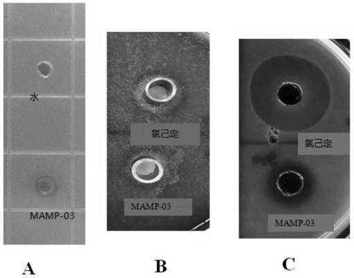 Antibacterial peptide MAMP-03 and application thereof