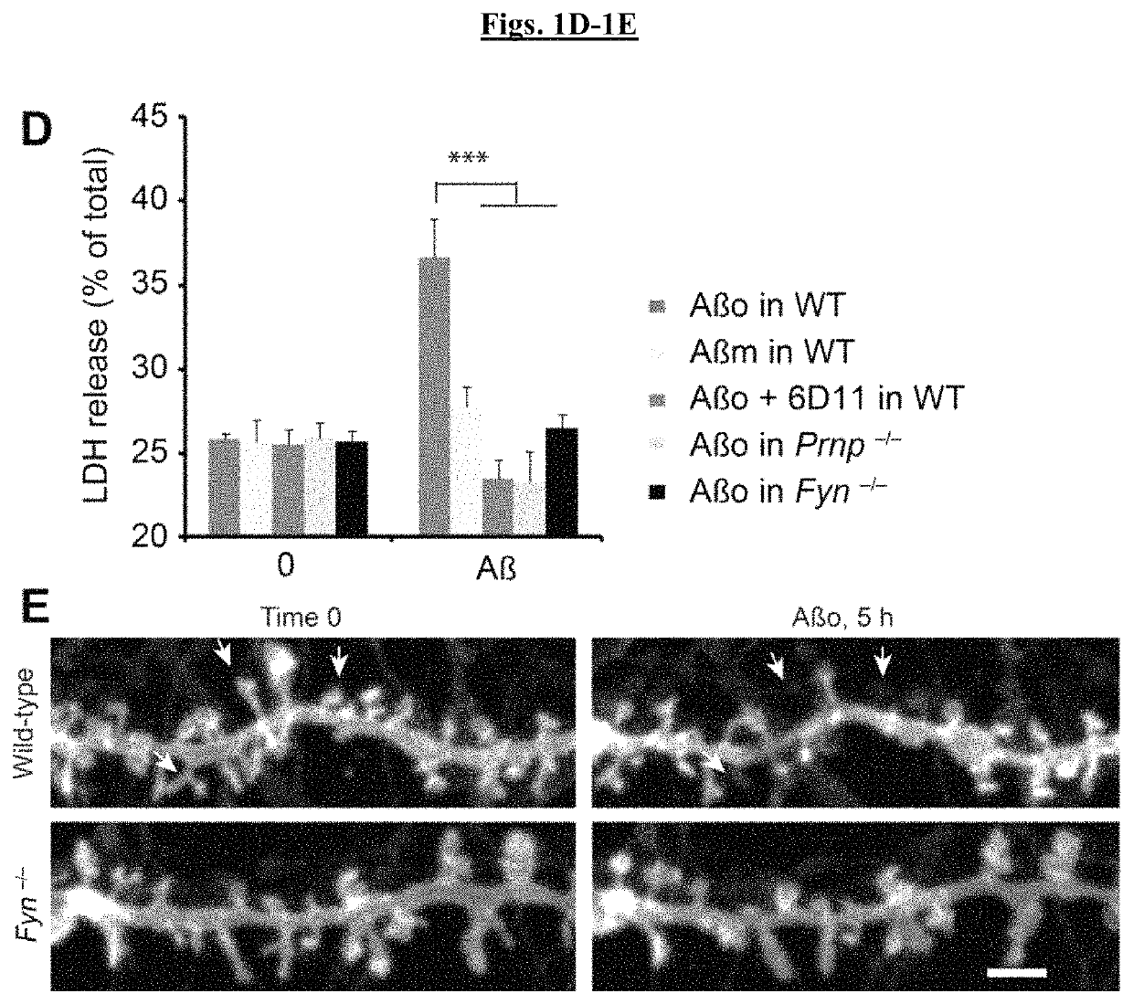 Compositions and methods for treating an Aβ-modulated disease or disorder or improving cognition in a subject