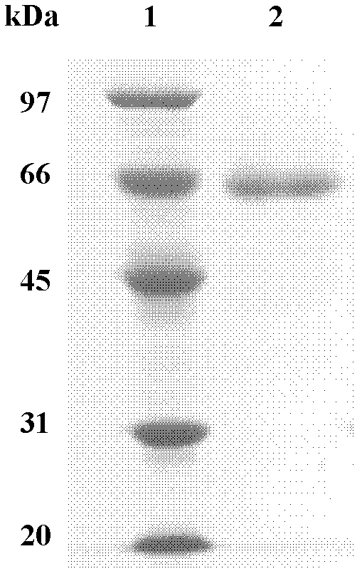 High-activity beta-mannanase MAN5A with pH value within range of 2.5-6.5, and gene and application thereof