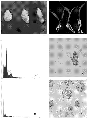 Efficient establishment method for Chinese cymbidium sexual polyploid