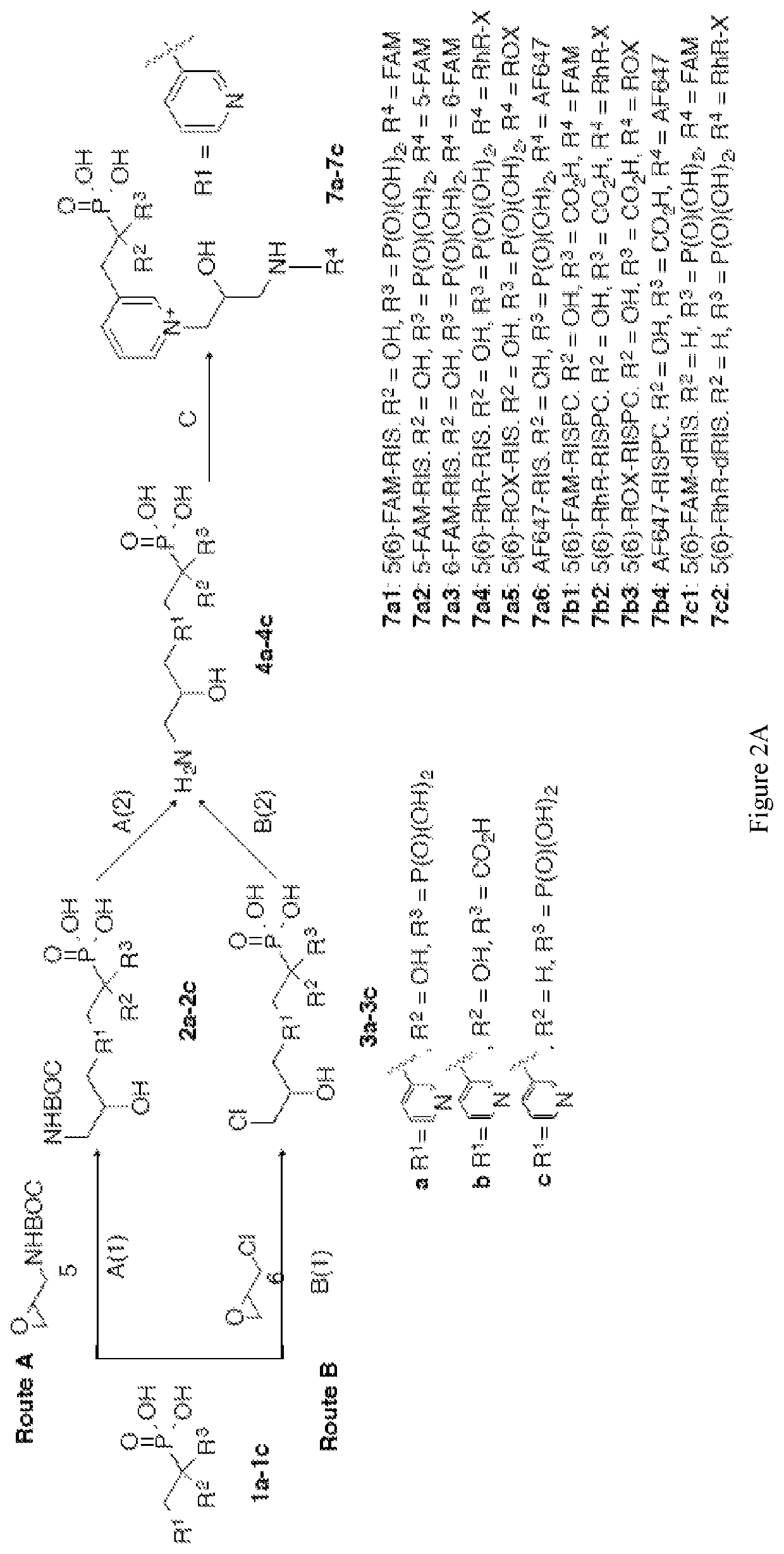 Skeletal removal of bisphosphonates