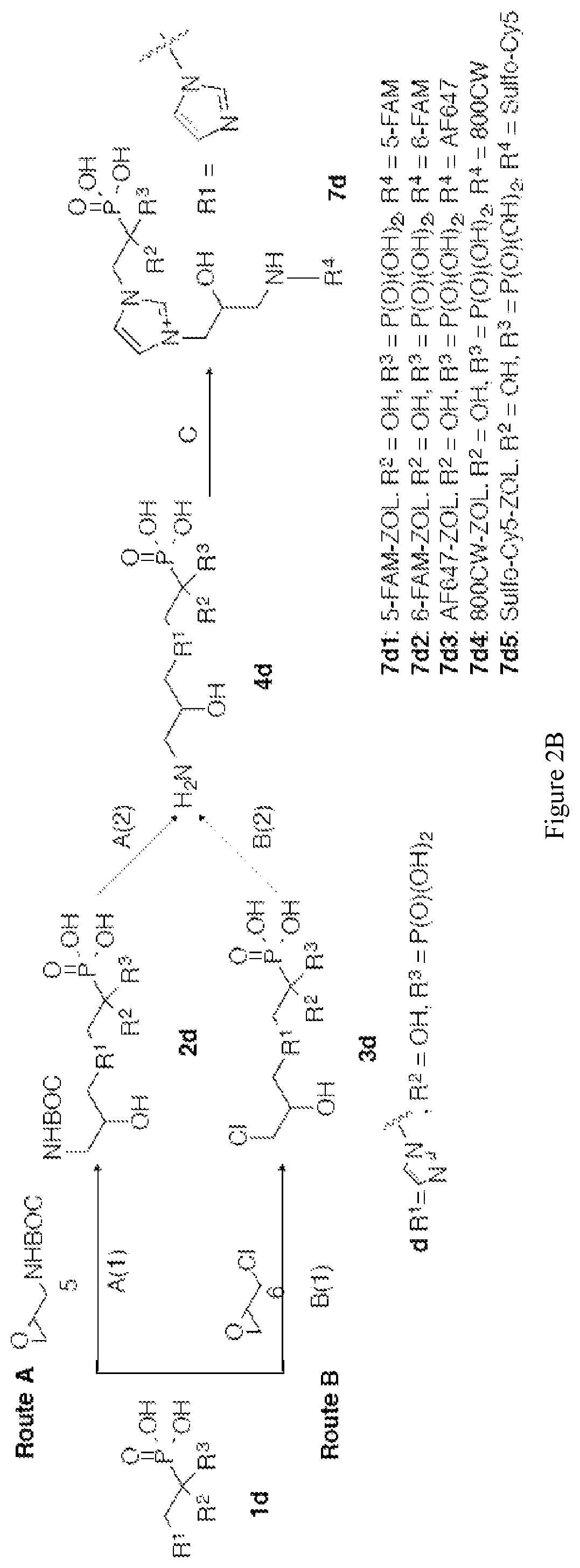 Skeletal removal of bisphosphonates