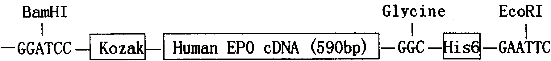 Erythrocyte generating characteristic-free erythropoietin with nervous protecting function and application thereof