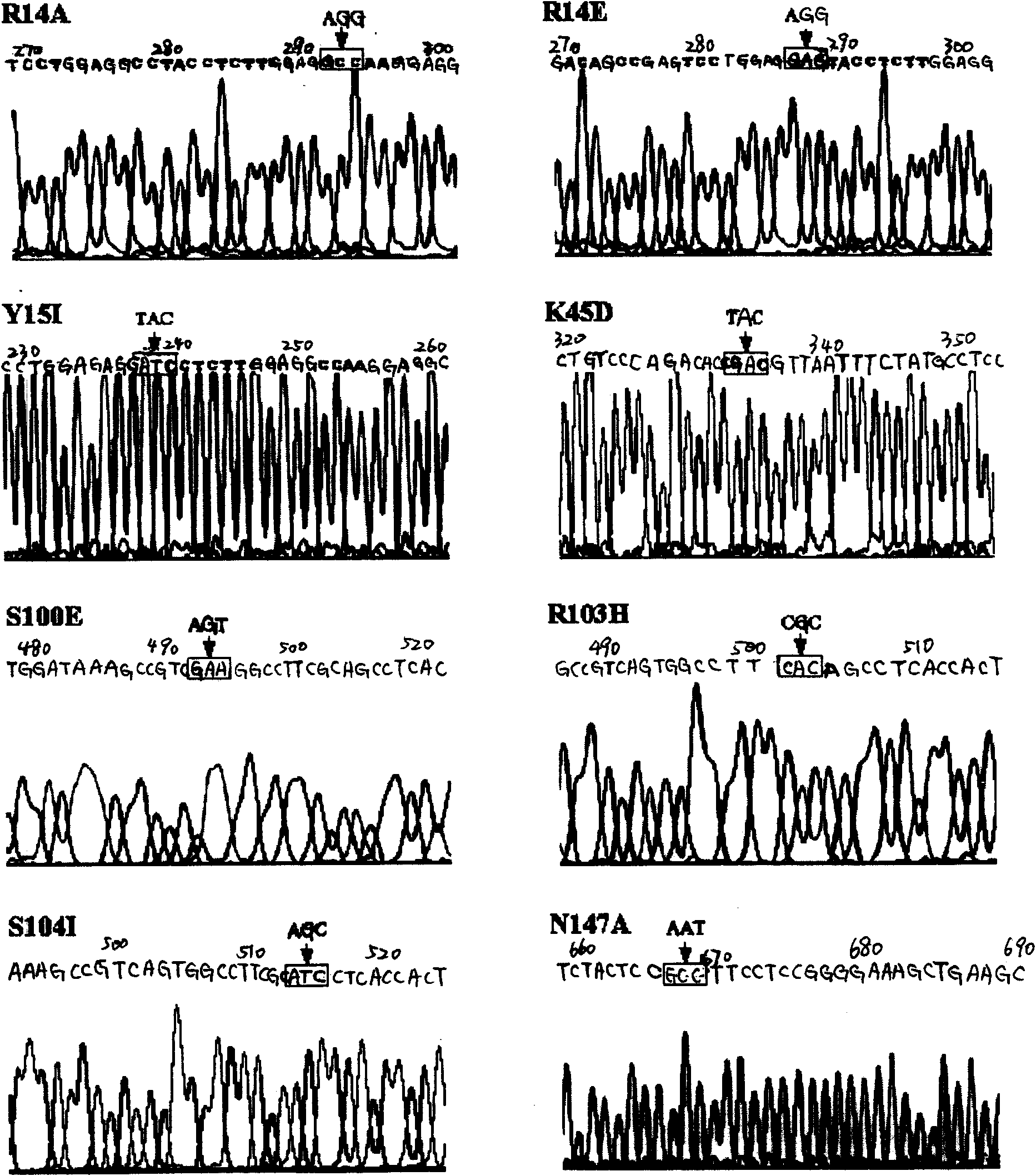 Erythrocyte generating characteristic-free erythropoietin with nervous protecting function and application thereof