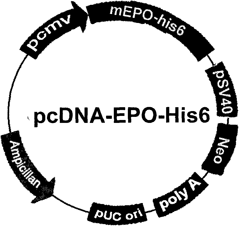 Erythrocyte generating characteristic-free erythropoietin with nervous protecting function and application thereof