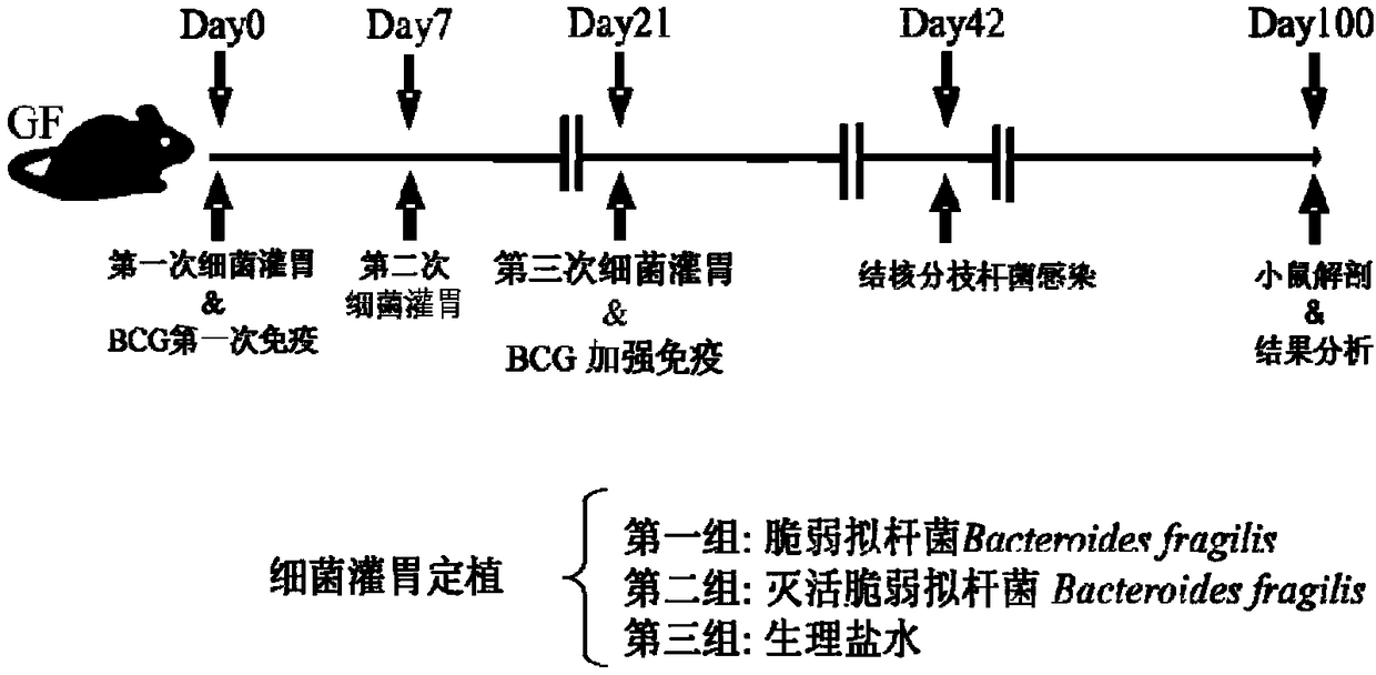 Use of Bacteroides fragilis in the preparation of drugs for the treatment and prevention of tuberculosis