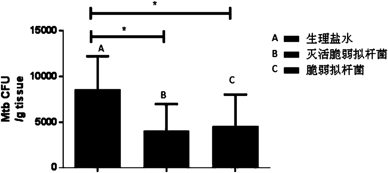 Use of Bacteroides fragilis in the preparation of drugs for the treatment and prevention of tuberculosis