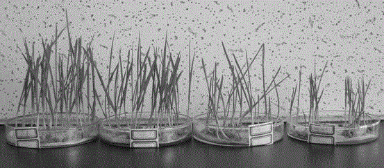 Application of nano lignosulphonate preparation in promoting growth of plant seedlings