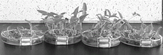 Application of nano lignosulphonate preparation in promoting growth of plant seedlings