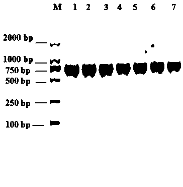 Kappa-carrageenase, gene encoding same and application of kappa-Carrageenase