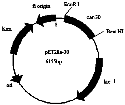 Kappa-carrageenase, gene encoding same and application of kappa-Carrageenase