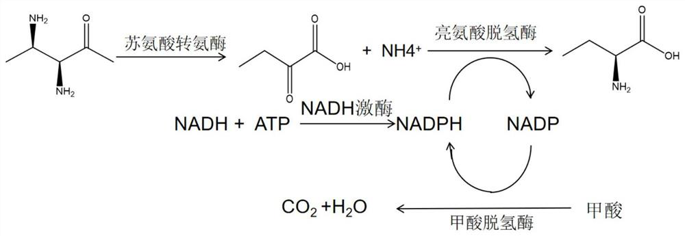 NADH kinase mutant, coding gene and application