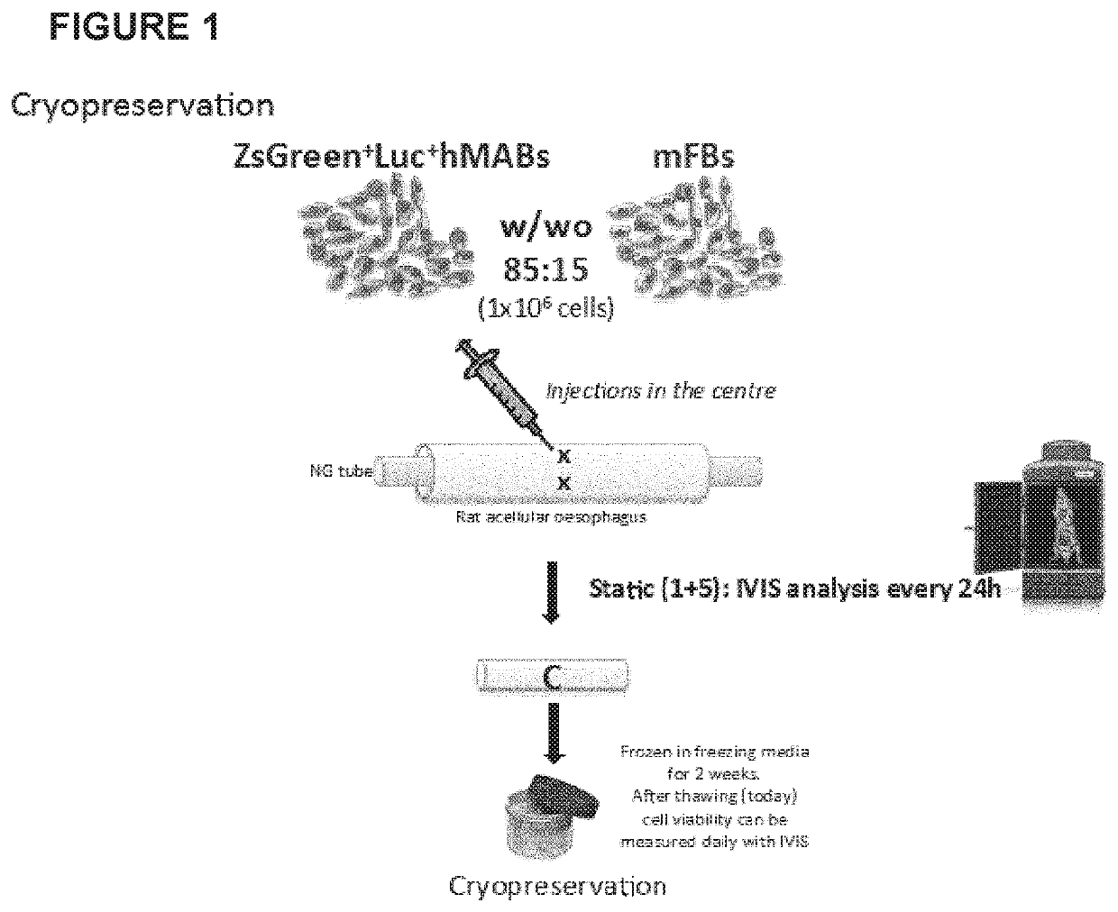 Cryopreservation