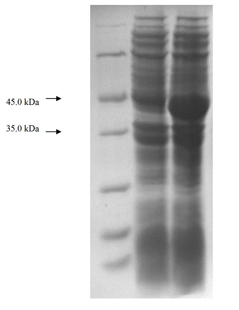 Gene engineering bacterium for producing keratinase escherichia coli and application thereof