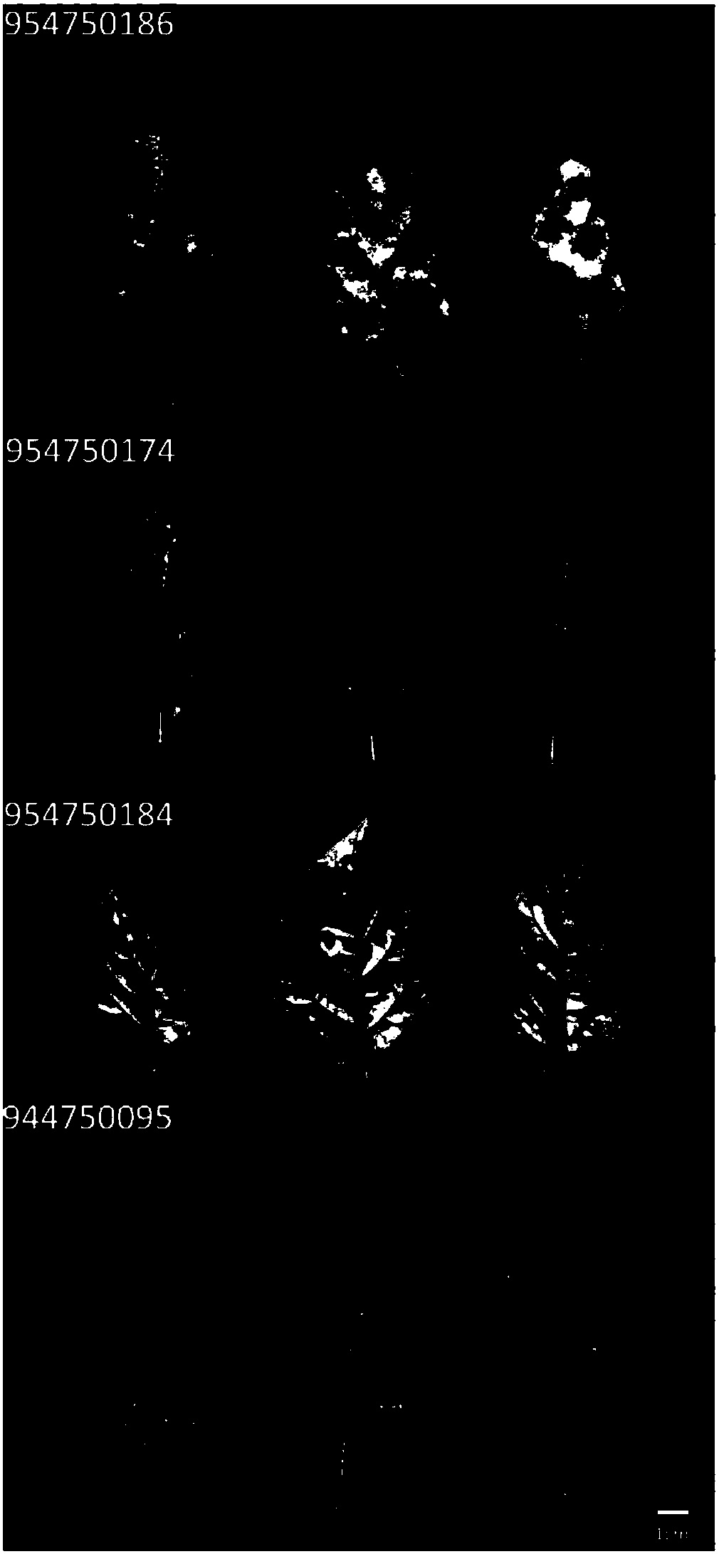 Late Blight Resistance Gene From Solanum Americanum And Methods Of Use