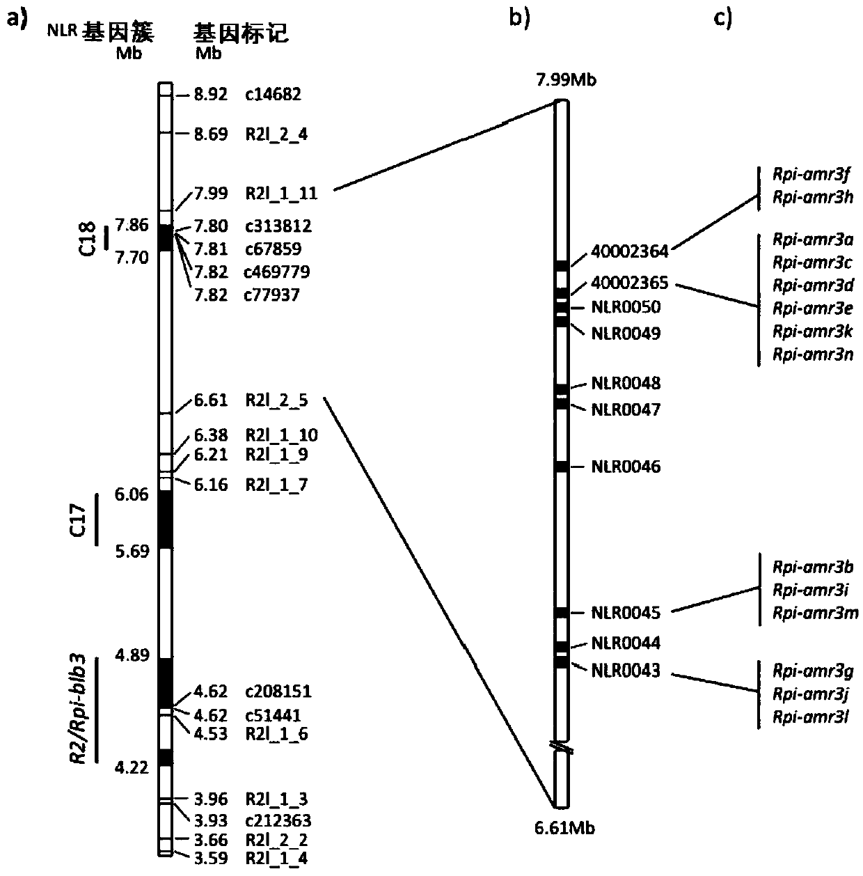 Late Blight Resistance Gene From Solanum Americanum And Methods Of Use