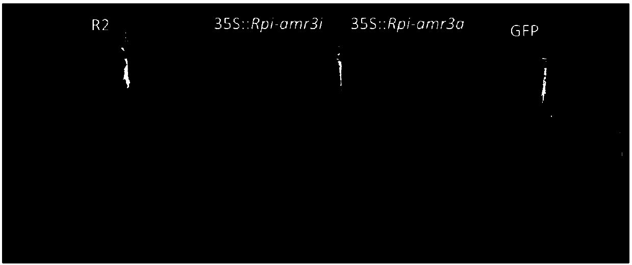 Late Blight Resistance Gene From Solanum Americanum And Methods Of Use