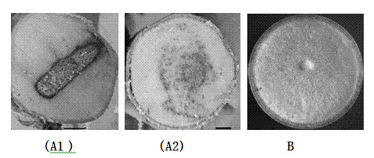 R.vinctus and application thereof in promoting aquilaria plants to produce agilawood