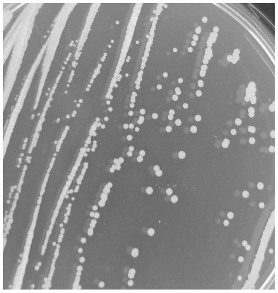 An endophytic Burkholderia gladiolus strain of litchi and its application in the control of litchi anthracnose and litchi frost blight