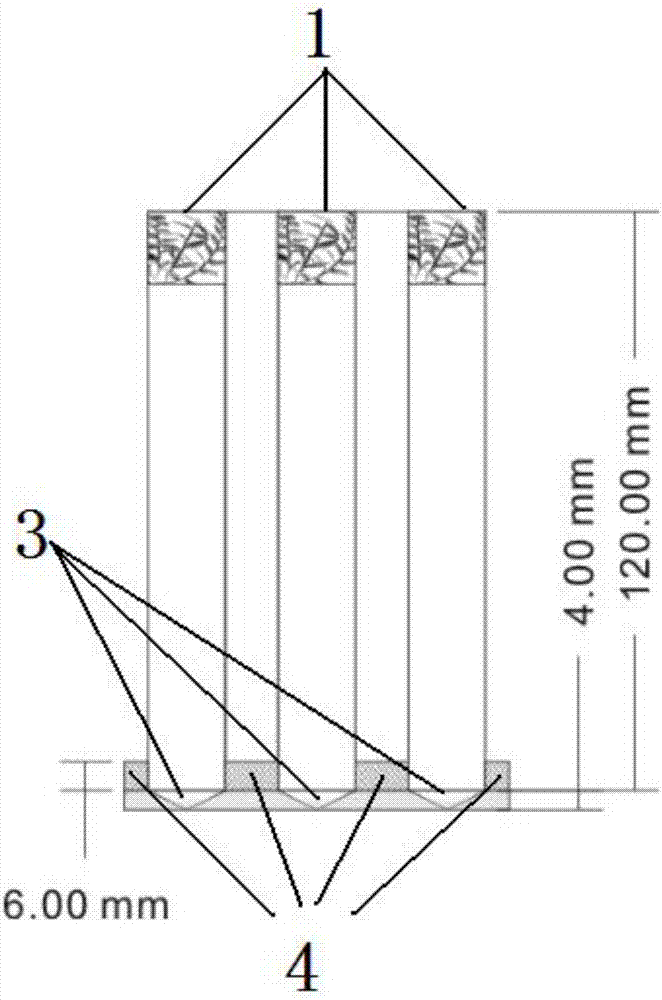 Polyculture method of dendrobium officinale and rana spinosa