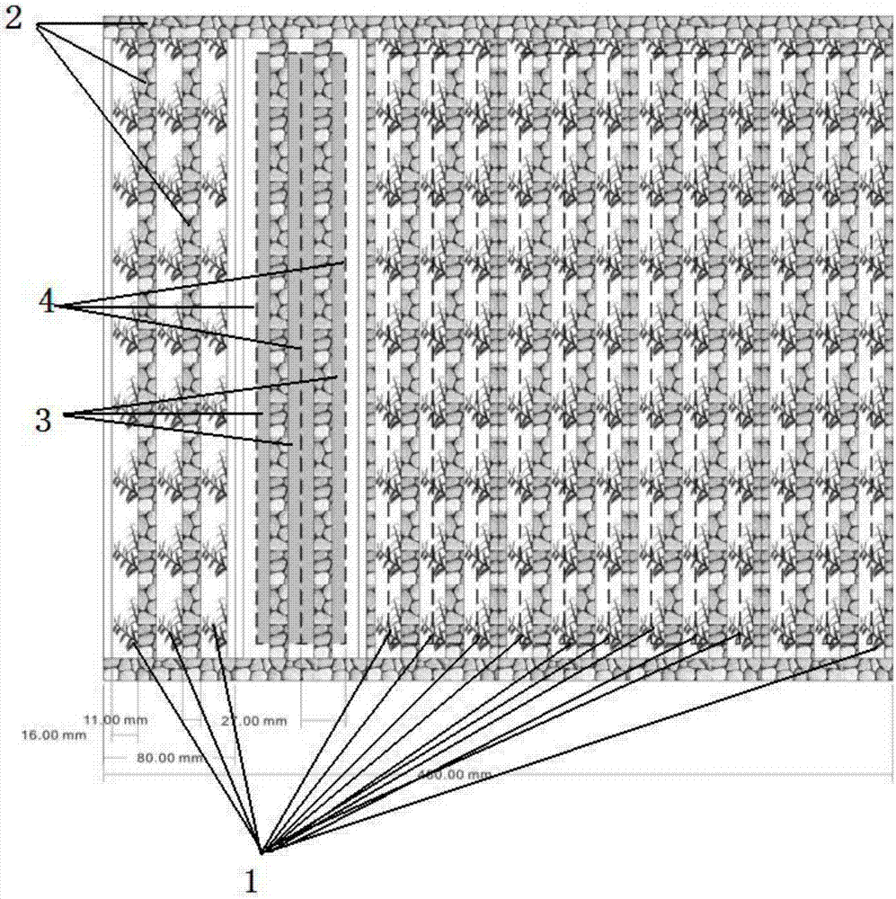 Polyculture method of dendrobium officinale and rana spinosa