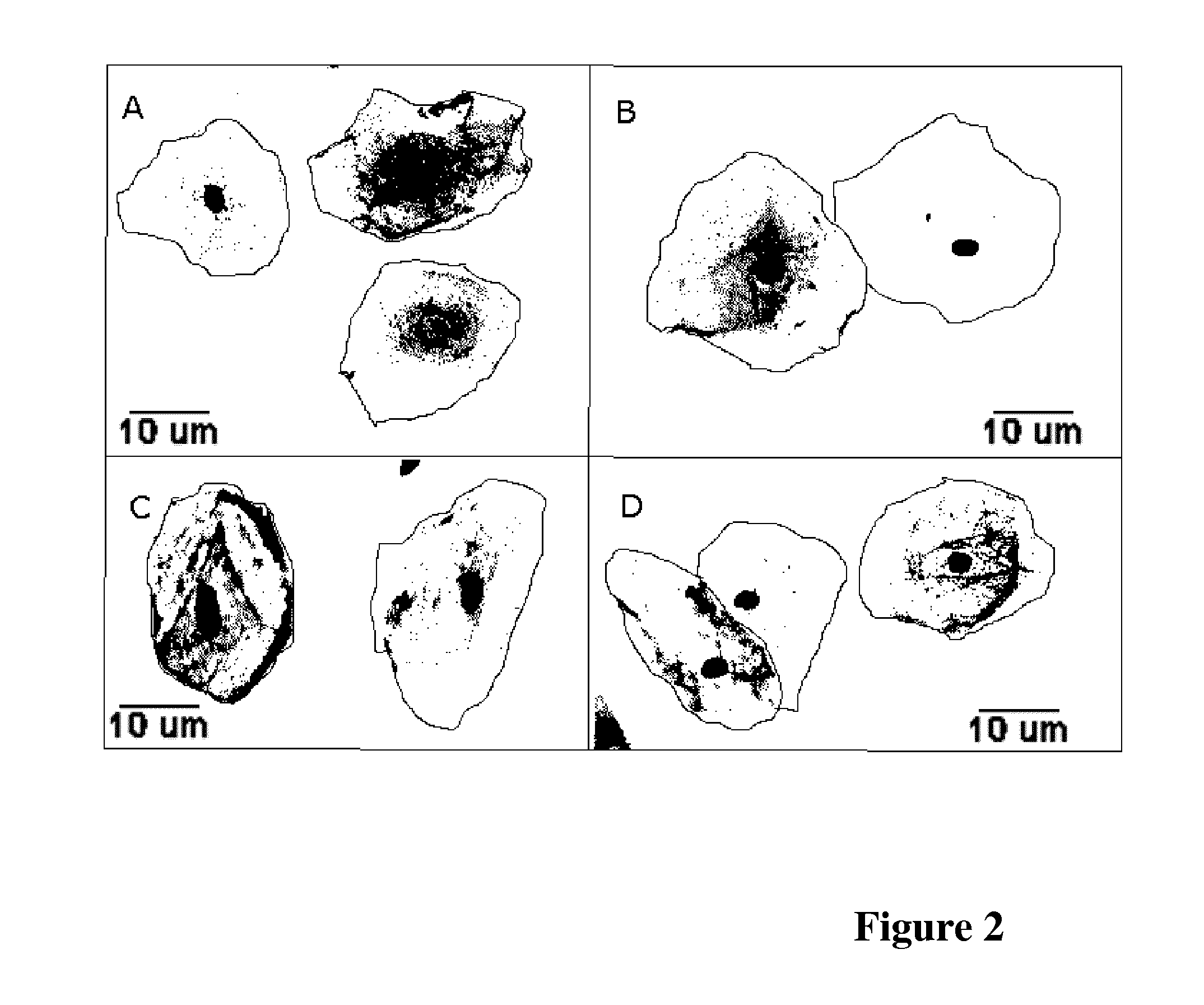 Cervical Sample Preparation For Reduced Variability In Raman Spectroscopy