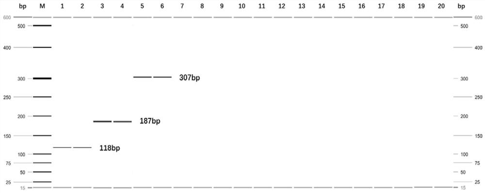 A multiplex PCR detection kit for Anopheles claaus, Anopheles confused and Anopheles