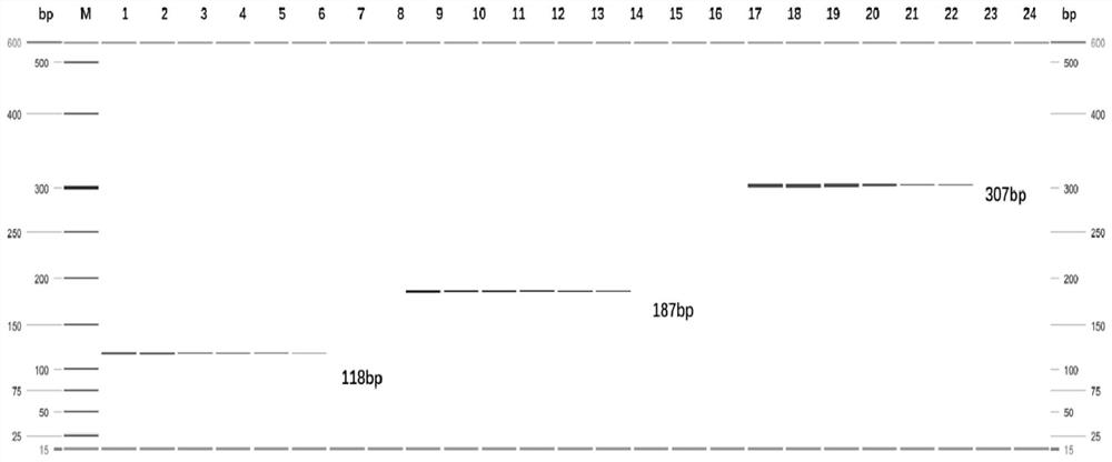 A multiplex PCR detection kit for Anopheles claaus, Anopheles confused and Anopheles