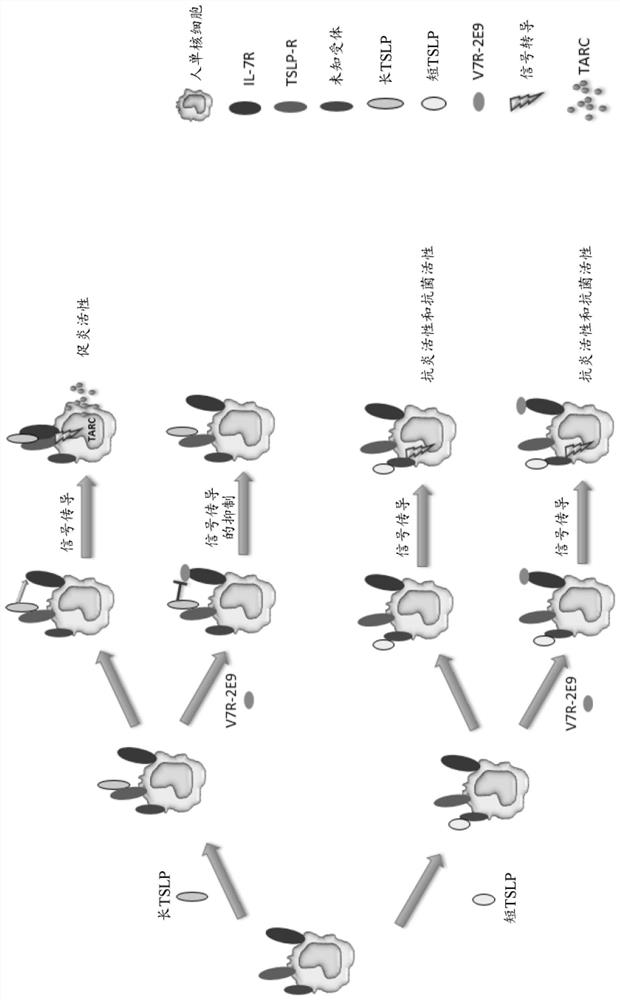 Polypeptides