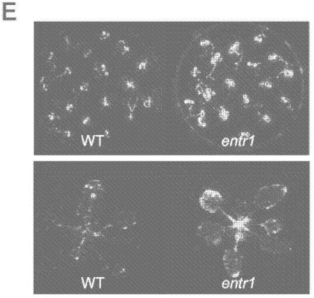 Methods and compositions for altering temperature perception in eukaryotic organisms