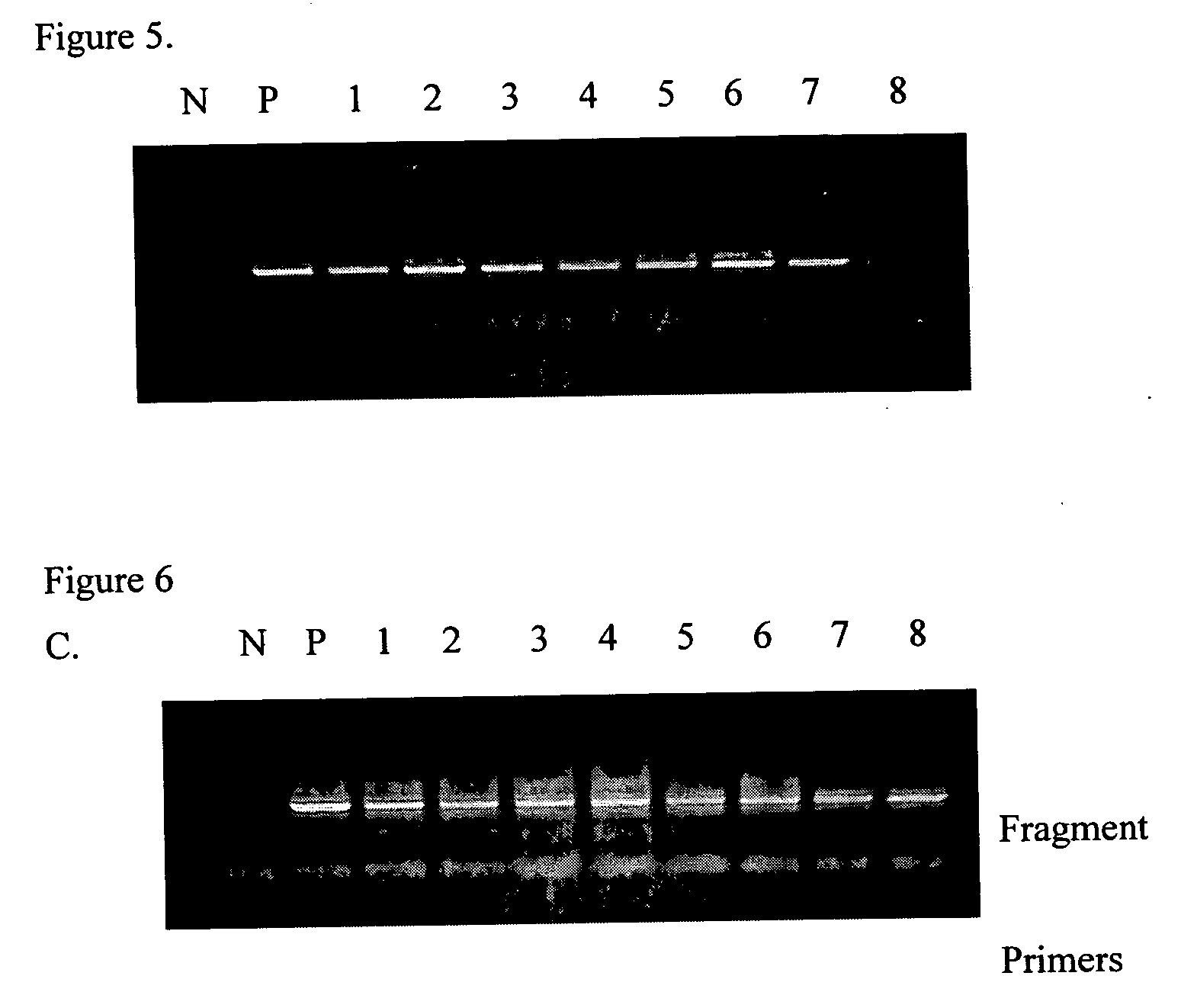 Kits and processes for removing contaminants from nucleic acids in environmental and biological samples