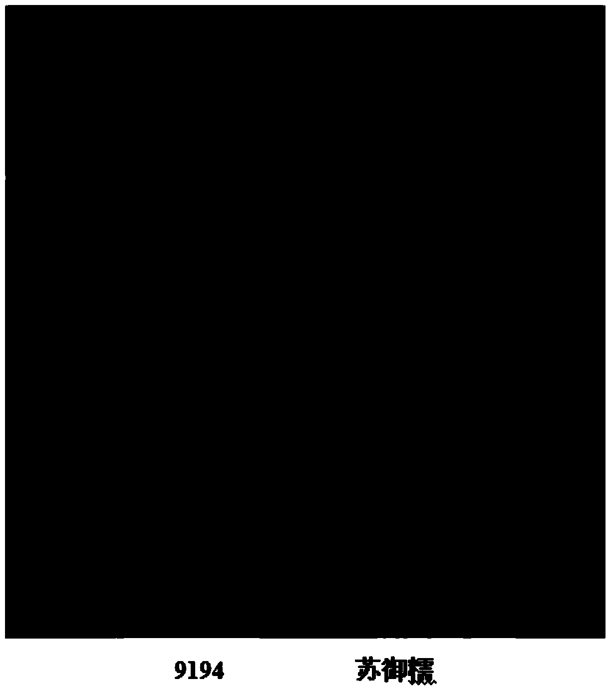 Rice black-streaked dwarf virus (RBSDV) resistant locus qRBSDV11 of rice variety 9194 and molecular marker method thereof