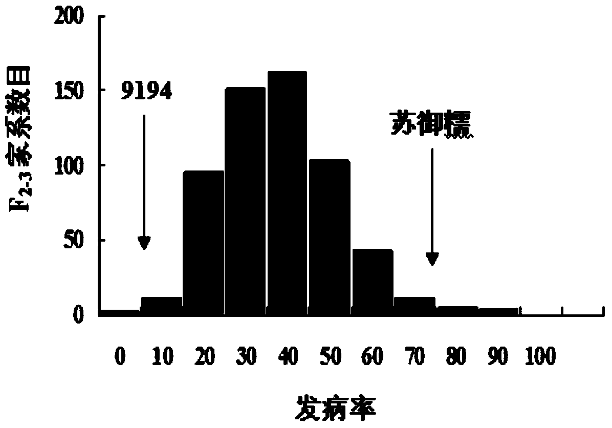 Rice black-streaked dwarf virus (RBSDV) resistant locus qRBSDV11 of rice variety 9194 and molecular marker method thereof